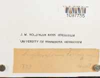 Amphidium lapponicum image