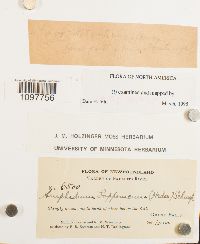 Amphidium lapponicum image