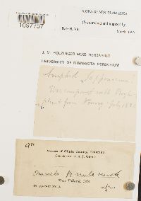 Amphidium lapponicum image