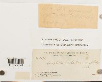 Amphidium lapponicum image