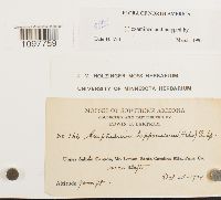 Amphidium lapponicum image