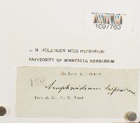 Amphidium lapponicum image