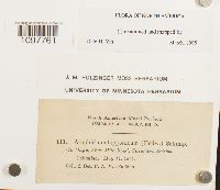 Amphidium lapponicum image