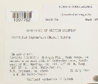 Amphidium lapponicum image