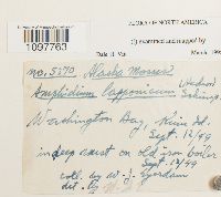 Amphidium lapponicum image