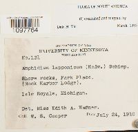 Amphidium lapponicum image