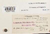 Amphidium lapponicum image