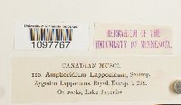 Amphidium lapponicum image