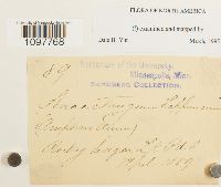 Amphidium lapponicum image