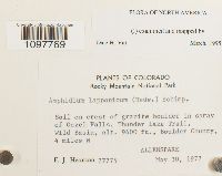 Amphidium lapponicum image