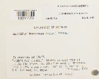 Amphidium lapponicum image