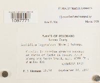 Amphidium lapponicum image