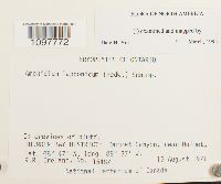 Amphidium lapponicum image