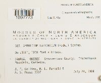 Amphidium lapponicum image