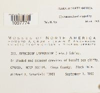 Amphidium lapponicum image