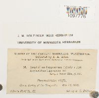 Amphidium lapponicum image