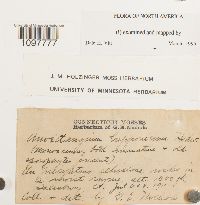 Amphidium lapponicum image