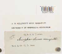 Amphidium mougeotii image