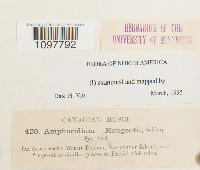 Amphidium mougeotii image