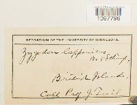 Amphidium lapponicum image