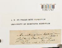 Amphidium lapponicum image