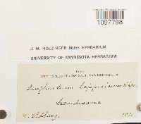 Amphidium lapponicum image