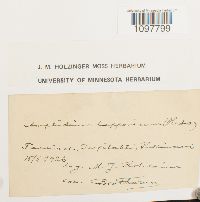 Amphidium lapponicum image