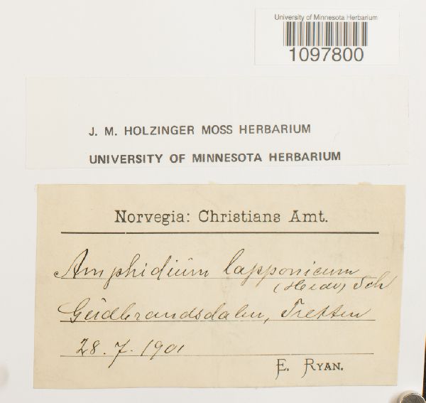 Amphidium lapponicum image