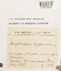 Amphidium lapponicum image