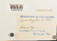 Amphidium mougeotii image