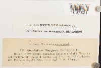 Amphidium mougeotii image