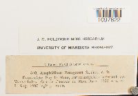 Amphidium mougeotii image
