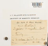 Amphidium mougeotii image