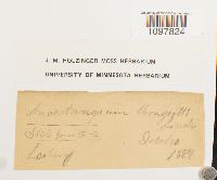 Amphidium mougeotii image