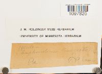 Amphidium mougeotii image