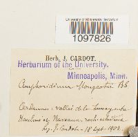 Amphidium mougeotii image