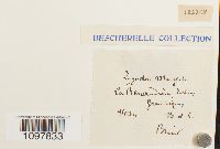 Amphidium mougeotii image