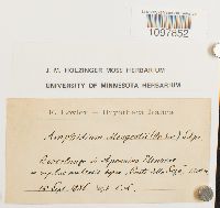 Amphidium mougeotii image