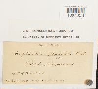 Amphidium mougeotii image