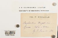 Amphidium mougeotii image
