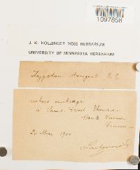 Amphidium mougeotii image