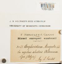 Amphidium mougeotii image