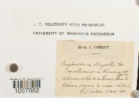 Amphidium mougeotii image