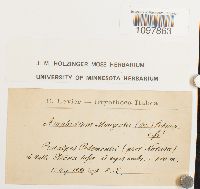 Amphidium mougeotii image