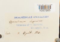 Amphidium lapponicum image