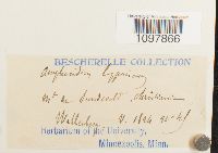 Amphidium lapponicum image