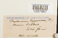 Amphidium lapponicum image