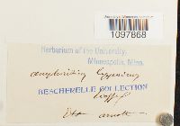 Amphidium lapponicum image