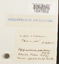 Amphidium lapponicum image