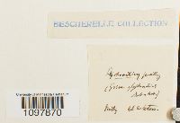 Amphidium lapponicum image